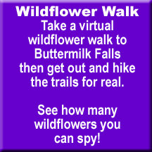 click here to take a virtual wildflower tour